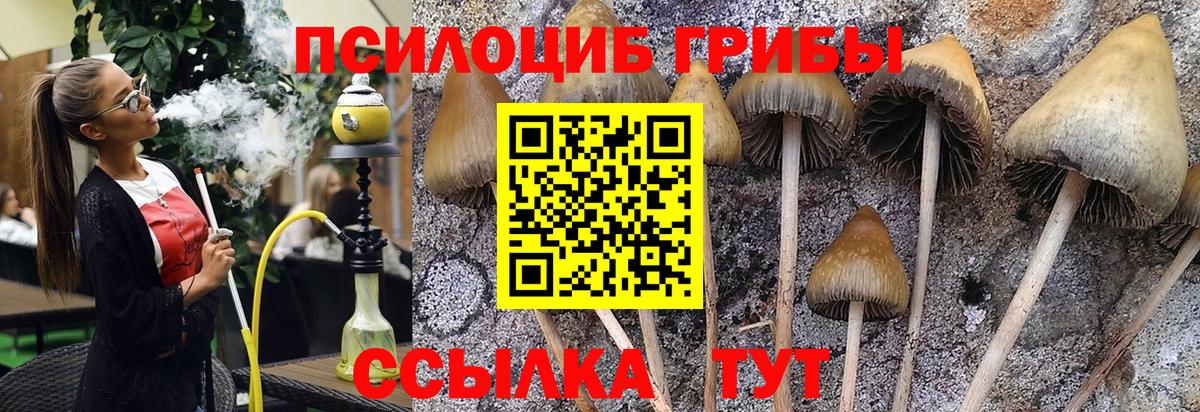где найти наркотики  Вход с VPN  Галлюциногенные грибы MAGIC MUSHROOMS  Жигулёвск  Галлюциногенные грибы Cubensis 
